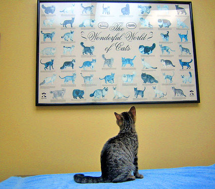cat looking up at poster of cats